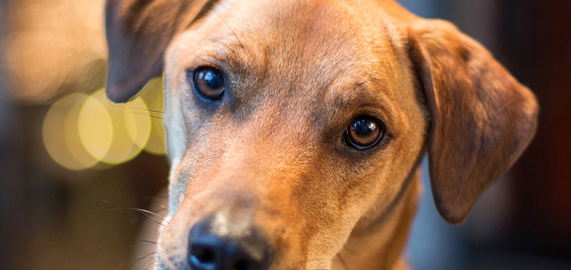 Dealing with separation related disorders