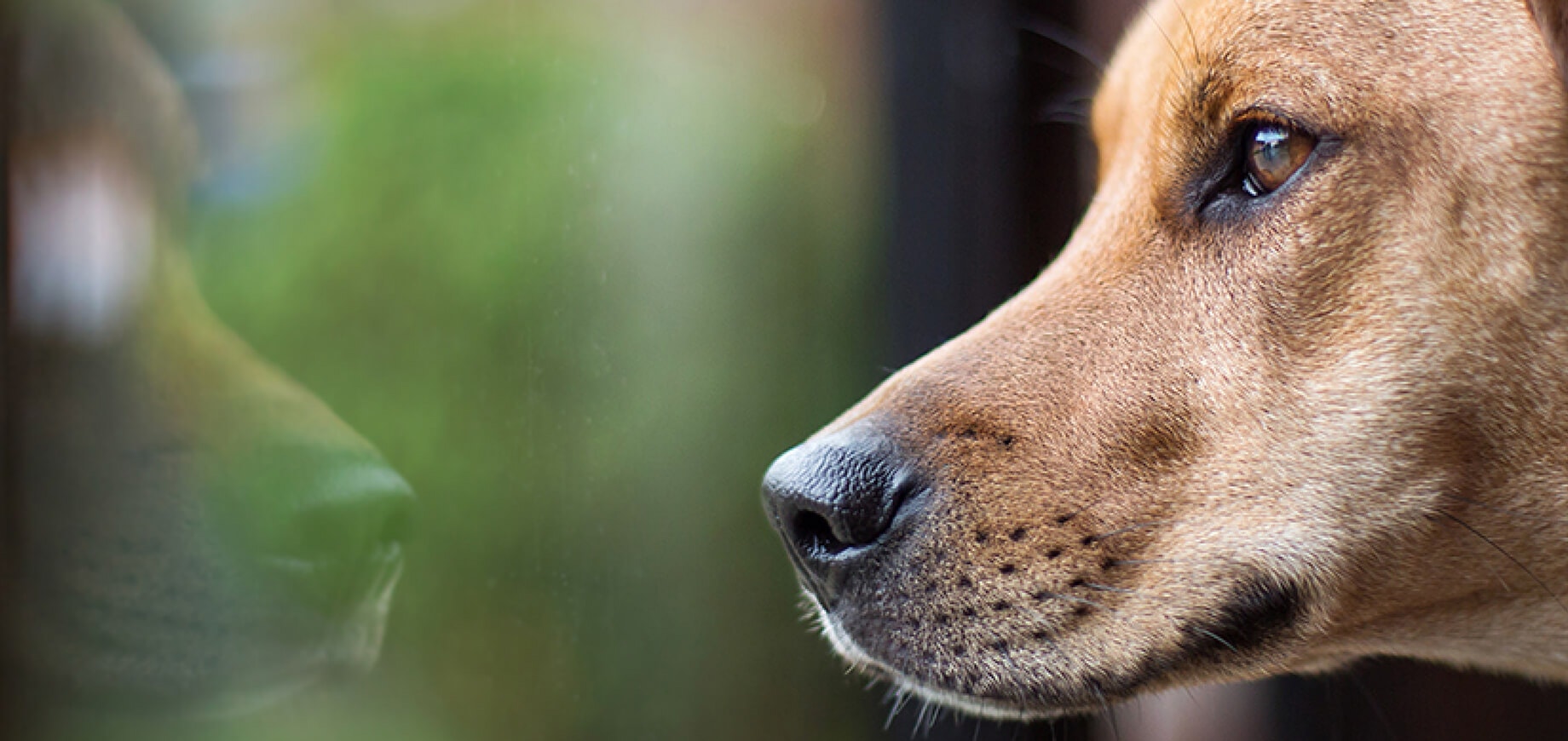 Is your dog stressed out?