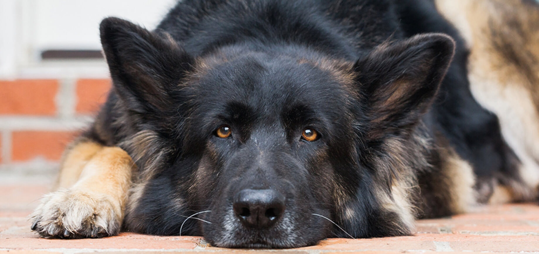 Help your older dog sleep comfortably