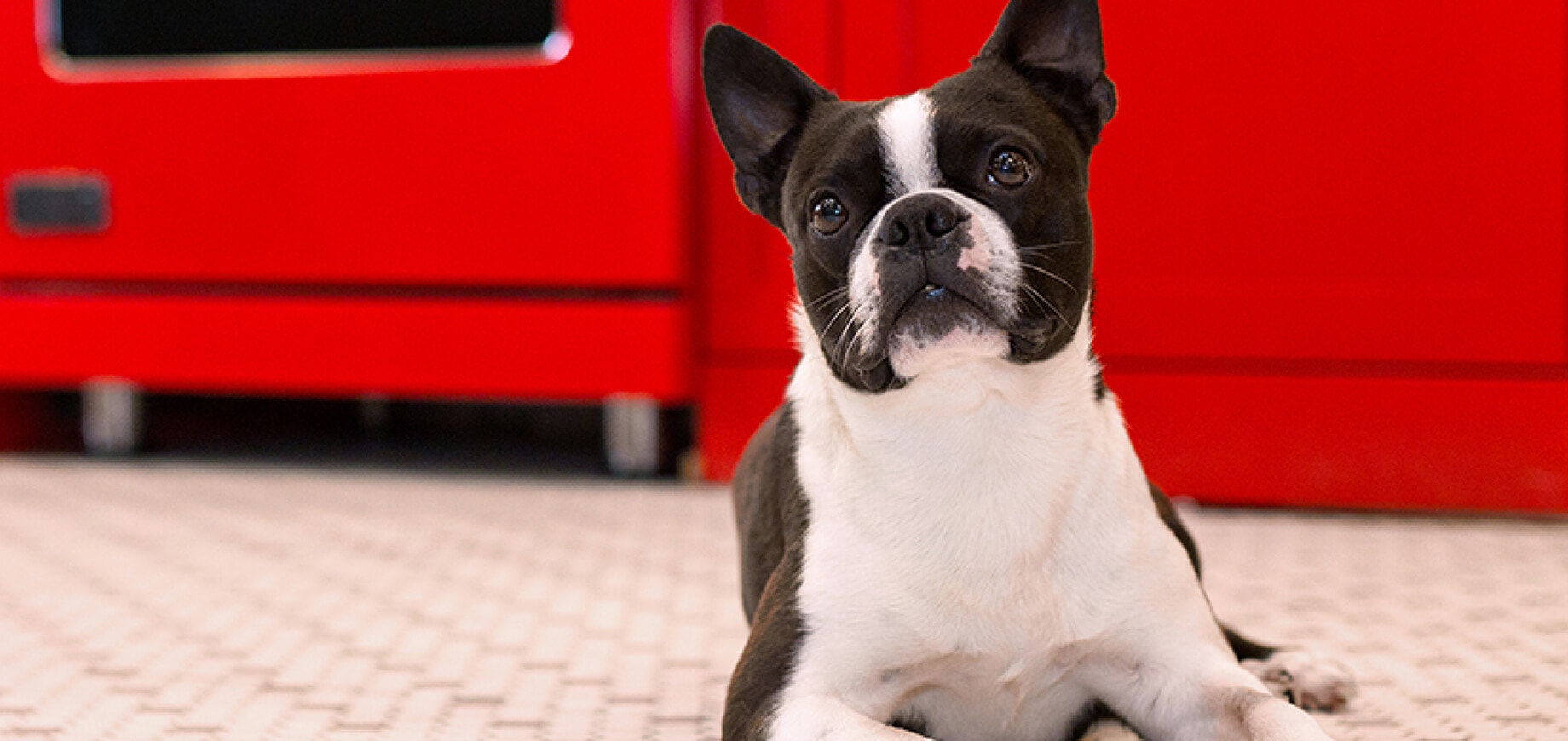 Thunderstorms: 5 tips to calm your dog