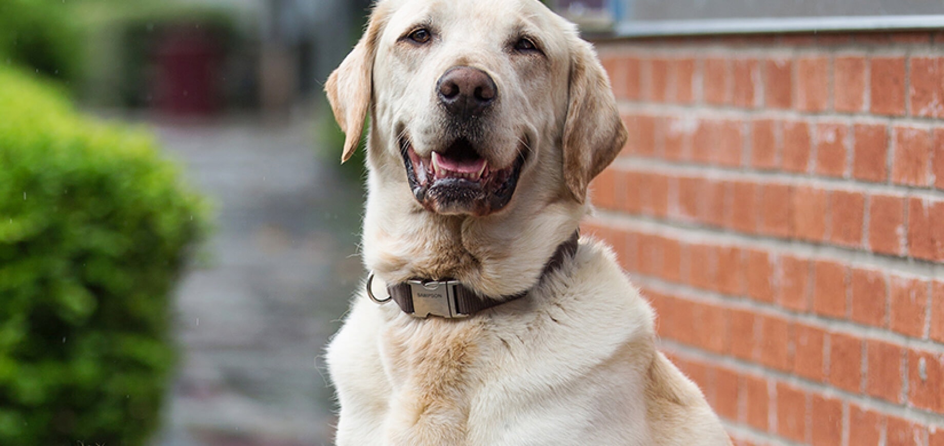 Adopting a senior dog: Is older better?