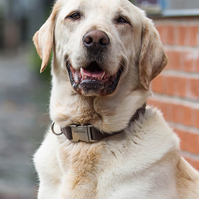 Adopting a senior dog: Is older better?