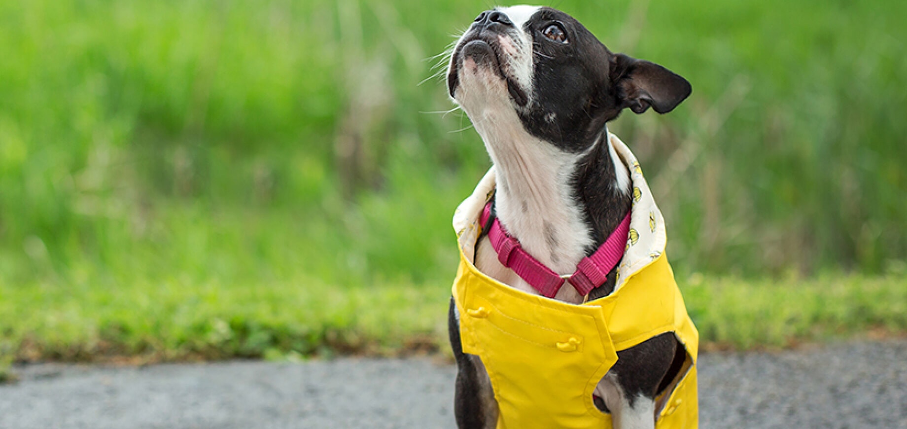 Finding a good groomer