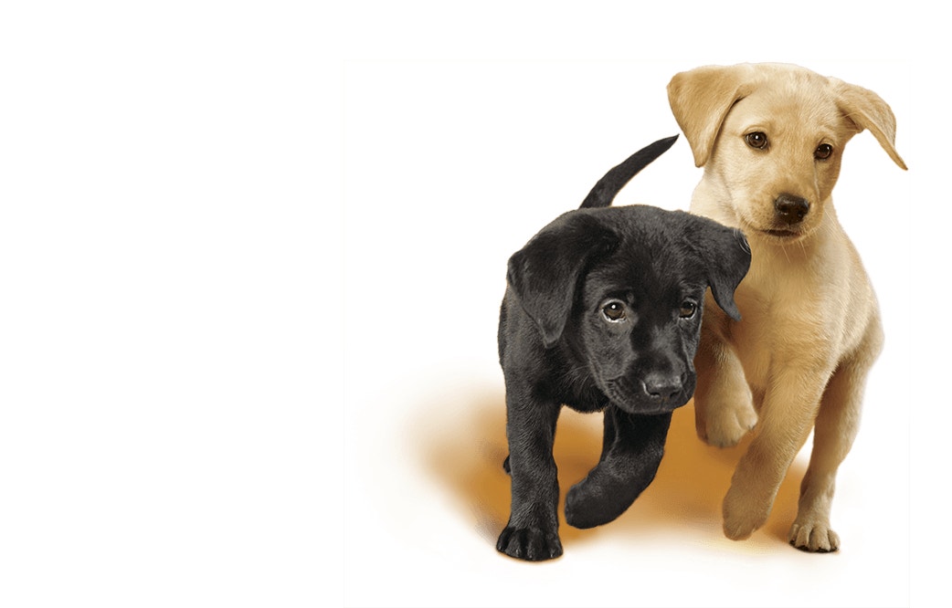 Labrador puppies