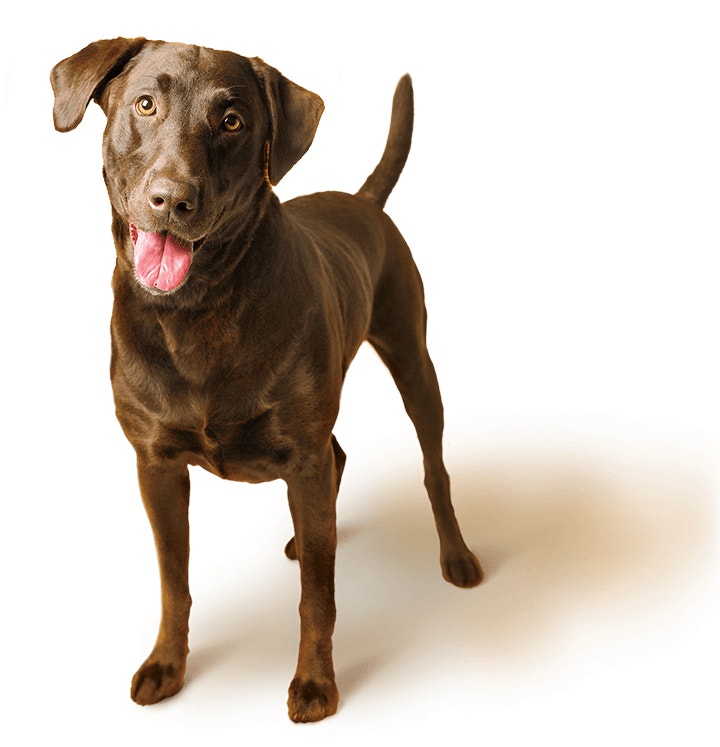 Happy chocolate labrador with mouth open on a burnt orange background
