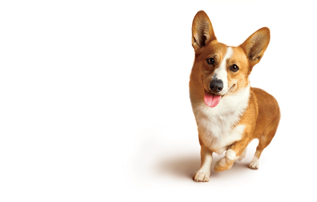 quality nutrition hero