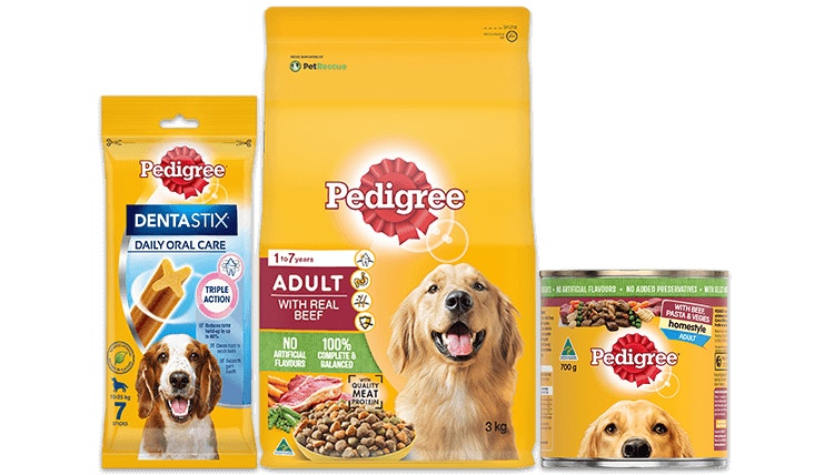 Landing hero medium dog