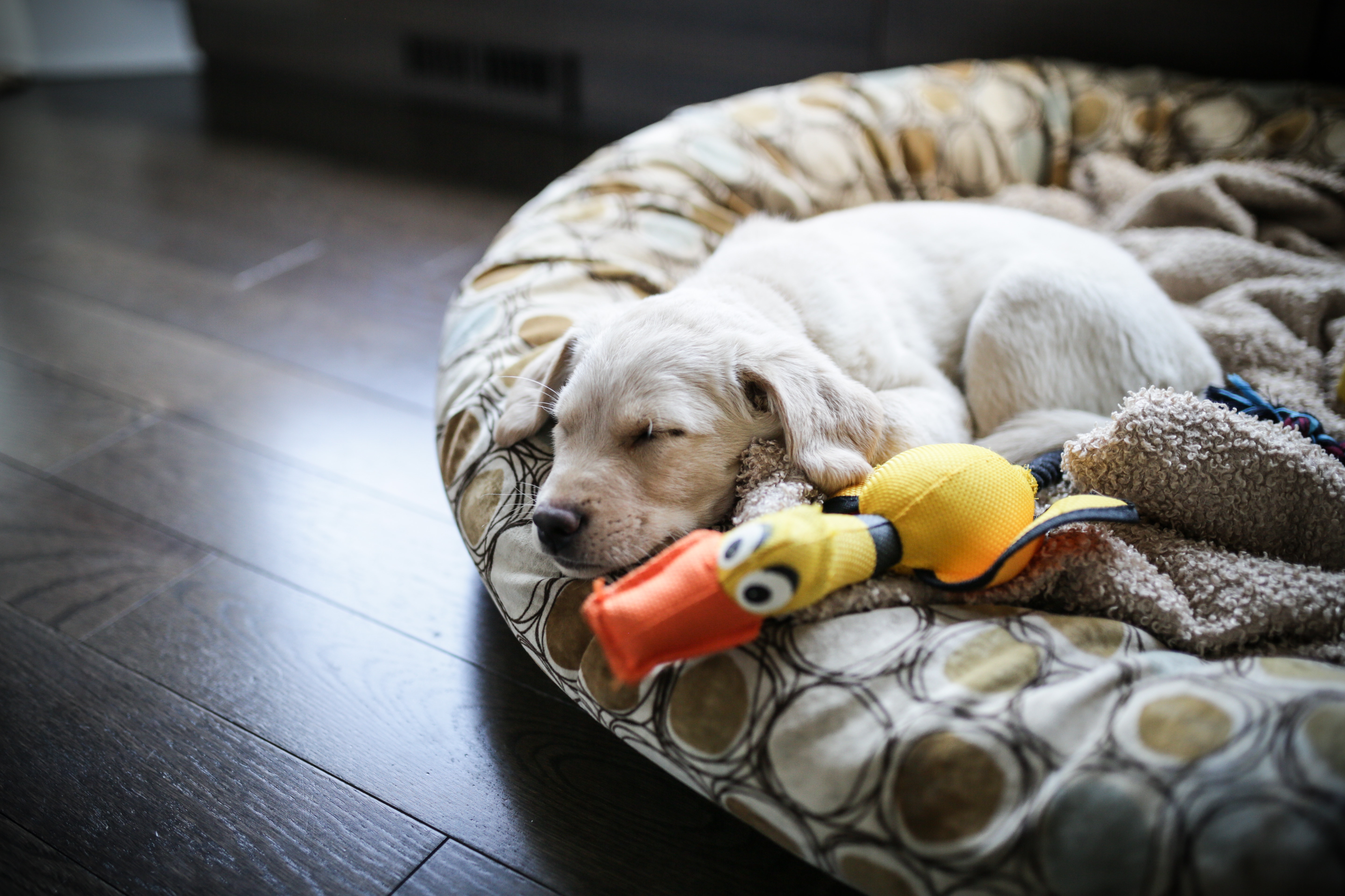 How To Prepare For a Foster Puppy