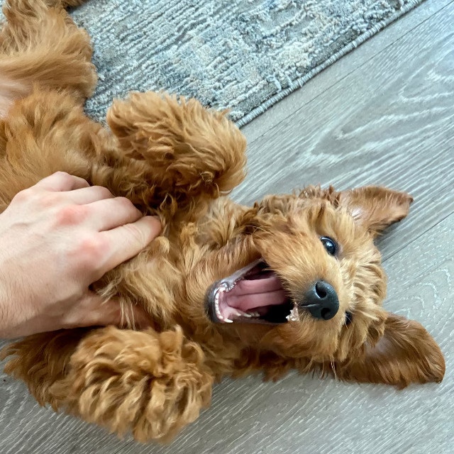 Why Puppies Nip and Bite 