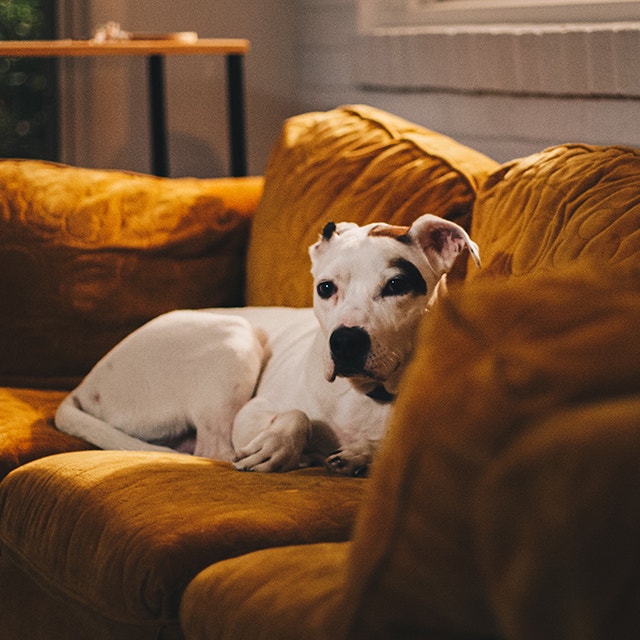 Settling Your Dog into Your New Home