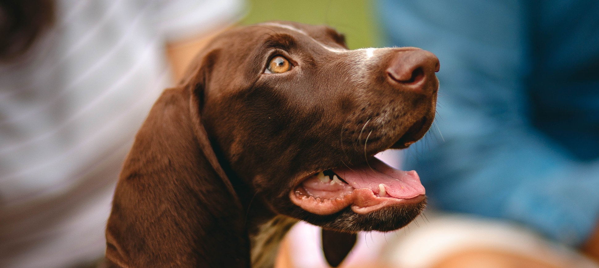 Pedigree-M10-Switch-1840w × 870h