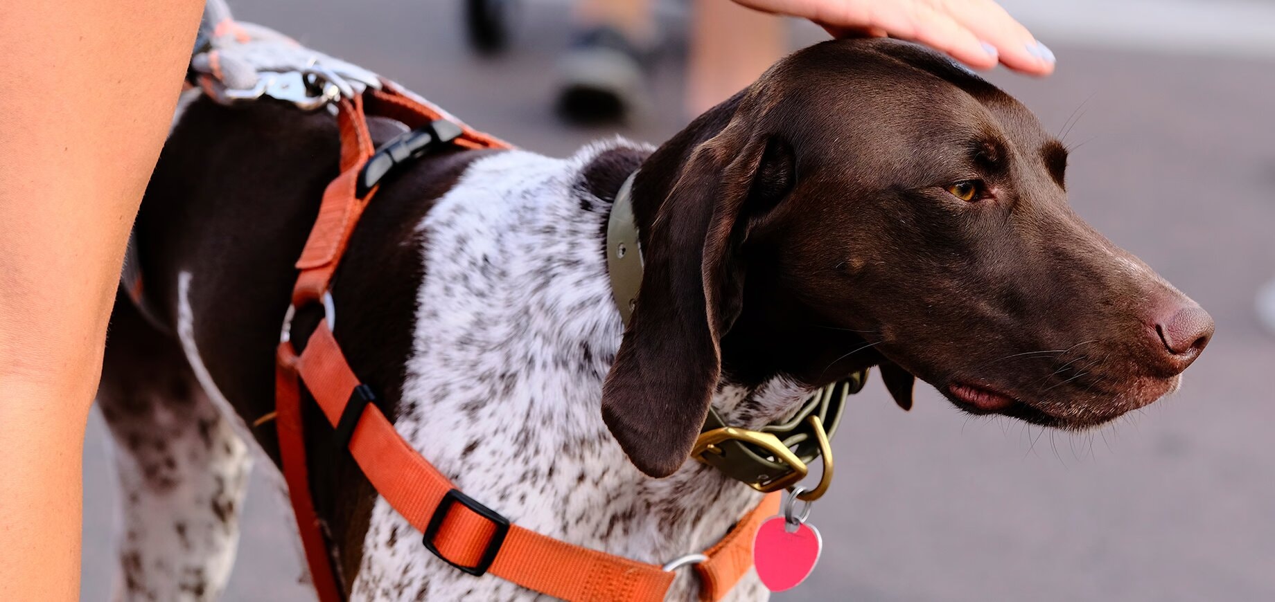 Ped M4 - DogHarness - Rajesh Kavasseri