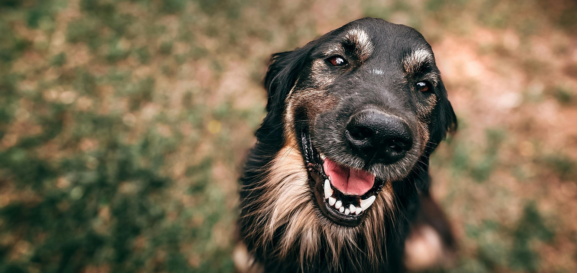 Helping Your Adopted Rescue Dog Settle In image - Desktop