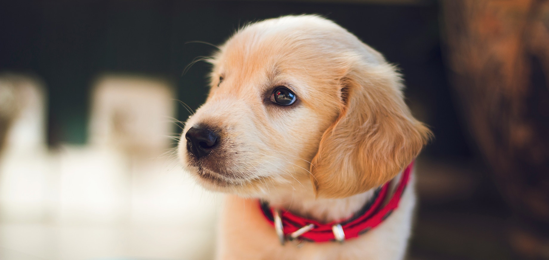Fostering Future Therapy Or Guide Dogs - Desktop