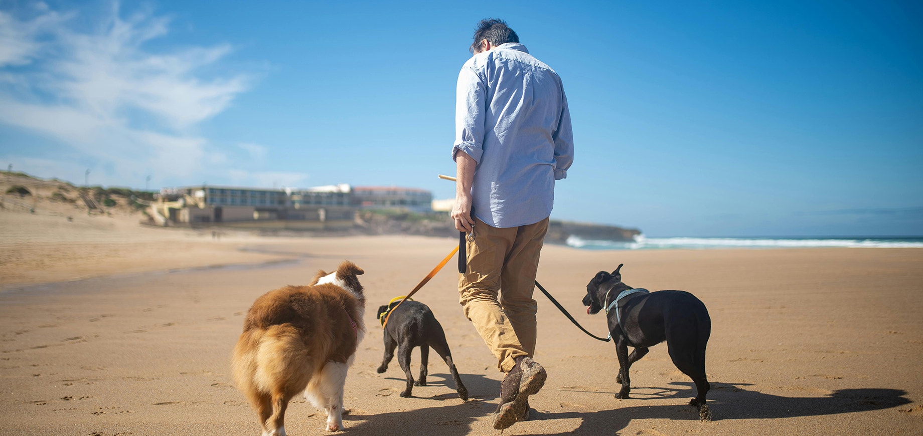 Adopting The Right Breed - Desktop