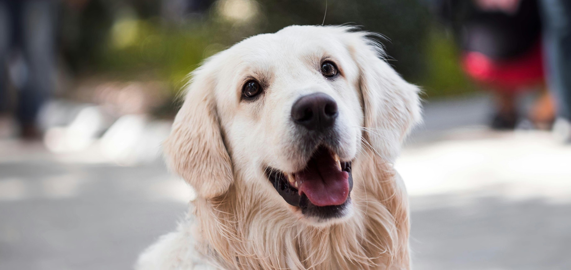 Storing Your Dog’s Food - Desktop